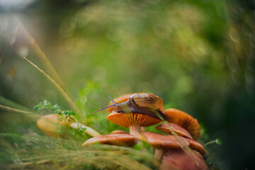 a snail walking on a mushroom with a unique bokeh background