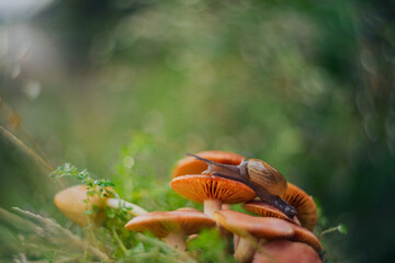 a snail walking on a mushroom with a unique bokeh background