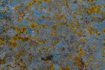 yellow moss on the stone