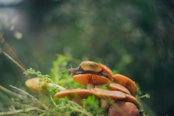 a snail walking on a mushroom with a unique bokeh background