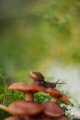 a snail walking on a mushroom with a unique bokeh background