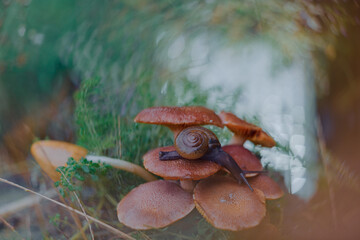 a snail walking on a mushroom with a unique bokeh background