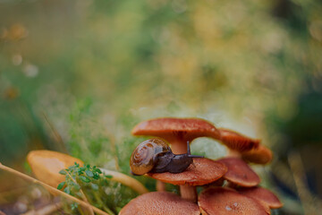 a snail walking on a mushroom with a unique bokeh background