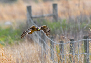 female northern harrier - Circus cyaneus - hunting grasslands
