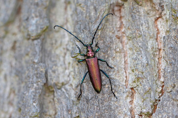 Musk Beetle - Aromia moschata (Cerambycidae - longhorn beetle) on the bark of a tree.