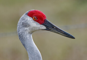 Fototapeta premium Close up of protective nictitating eye membrane of an adult wild sandhill crane - Grus canadensis