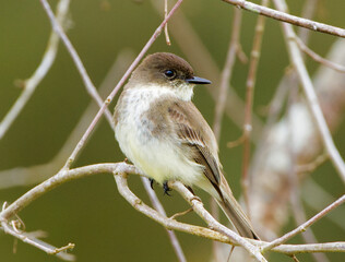 Eastern Phoebe - Sayornis phoebe - is a plump songbird with a medium-length tail.
