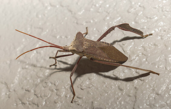 Giant leaf footed bug - Acanthocephala declivis