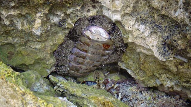 Vaillants chiton (Acanthopleura vaillanti), scraping algae from corals. Red Sea, Marsa Alam, Egypt