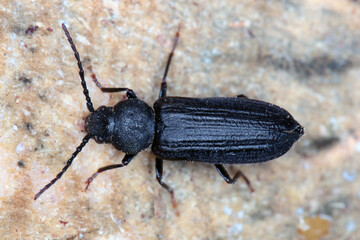 Black spruce borer - Asemum striatum on wood.