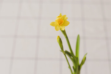 Beautiful blooming yellow daffodils on white background. Gardening, Spring and Easter concept.