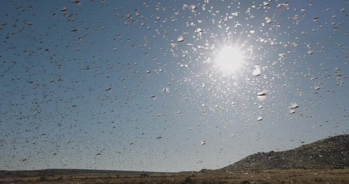 Millions of brown locust swarms flying against the sun,decimating crops in Africa linked to Global warming, Climate change,Climate emergency