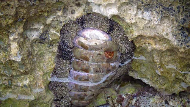 Vaillants chiton (Acanthopleura vaillanti), scraping algae from corals. Red Sea, Marsa Alam, Egypt