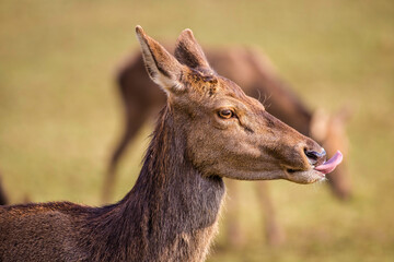 Portrait of a deer with its tongue outstretched, Germany