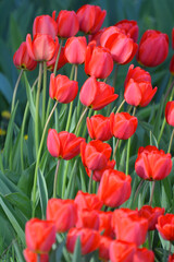 Red tulips bloom on a flower bed in the garden
