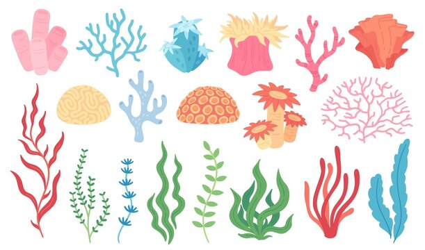 Ocean plants, underwater flora, seaweed, corals, kelp. Aquatic plant, coral, algae, kelp, tropical seabed elements vector set