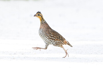 female northern bobwhite quail - Colinus virginianus - running across dirt gravel road in North Florida - obrazy, fototapety, plakaty
