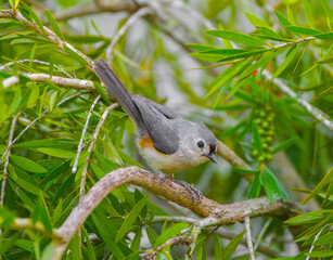 tufted titmouse - Baeolophus bicolor