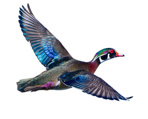male wood duck drake - Aix sponsa -in flight