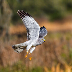 Close up of a male northern harrier - Circus hudsonius - obrazy, fototapety, plakaty