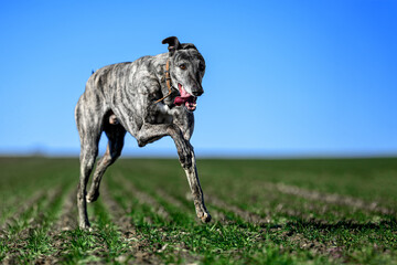 Greyhound running at full speed during a training session or exercise for a dog racing