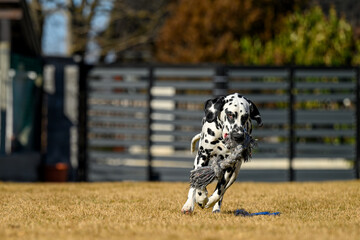 A young and playful dalmatian running fast in the backyard while playing with his owner