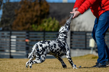 A young and playful dalmatian running fast in the backyard while playing with his owner