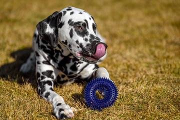 A young and playful dalmatian playing with his toy