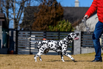 A young and playful dalmatian running fast in the backyard while playing with his owner