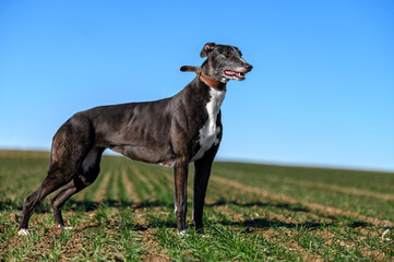 Greyhound standing in an open field countryside