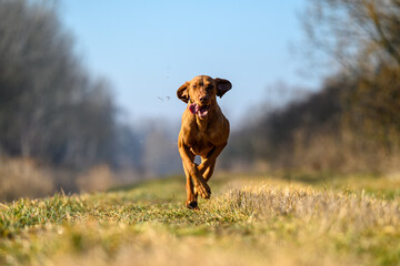 A beautiful pure-bred Hungarian or Magyar Vizsla aka Smooth-Haired Vizsla running very fast while...