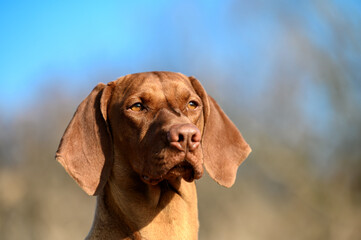 Closeup portrait of an award winning Hungarian Vizsla from a famous kennel