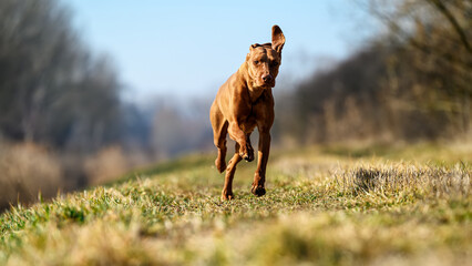 A beautiful pure-bred Hungarian or Magyar Vizsla aka Smooth-Haired Vizsla running very fast while...