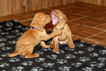 Sweet little 5 weeks old Hungarian Vizsla puppies playing in a kennel