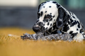 A young and playful dalmatian playing with his toy