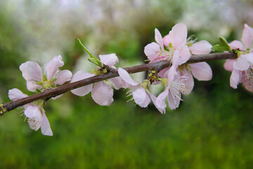 Blurred floral background, branch of a blooming peach in the garden in spring