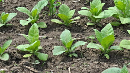 Tobacco growing on plantations