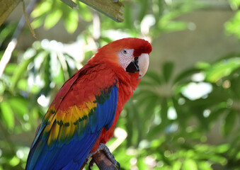 Colorful Parrot at San Diego, California