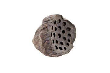 Dried lotus flower pod with seeds in holes isolated on white