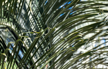 A closeup of silvery palm fronds cross one another in sun and shadow, offering an interesting...