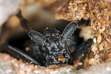 Portrait of Great capricorn beetle (Cerambyx cerdo). Beetle coming out of the hole in the bark of old oak.
