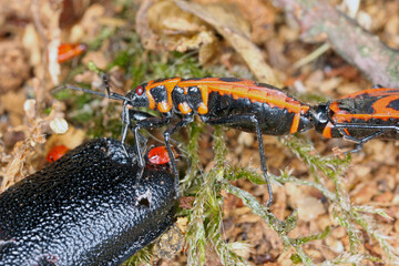 The firebug - Pyrrhocoris apterus sucking chemolymph from the Great capricorn beetle (Cerambyx cerdo) remains.