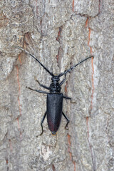 Great capricorn beetle (Cerambyx cerdo) on the bark of oak.