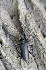 Great capricorn beetle (Cerambyx cerdo) on the bark of oak.