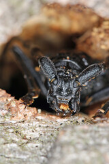 Portrait of Great capricorn beetle (Cerambyx cerdo). Beetle coming out of the hole in the bark of old oak.