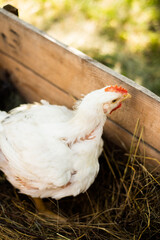 A hen on a farm in a pen. Live chicken farmers in the village. Chicken farm. Chickens walking on the grass and lawn. Home production of chickens