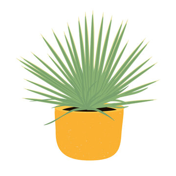 Blue agave for tequila production. succulent in a flower pot vector stock illustration. Isolated on a white background.