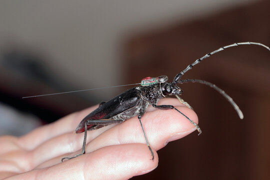Great capricorn beetle (Cerambyx cerdo) with a tracking radio transmitter.
