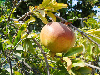 pomegranate fruit on tree