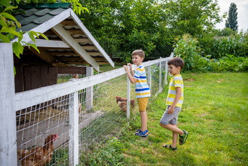 Two little boys are feeding domestic hens inside chicken coop in